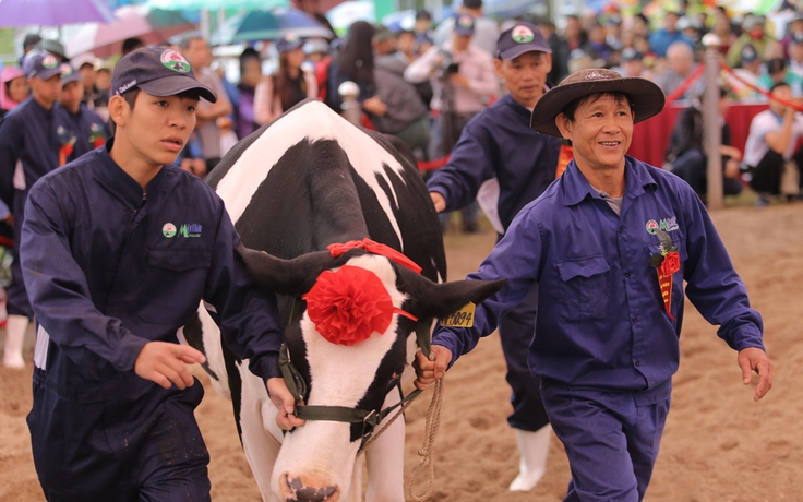 Cuộc thi Hoa hậu bò sữa đậm vị cao nguyên tại Mộc Châu