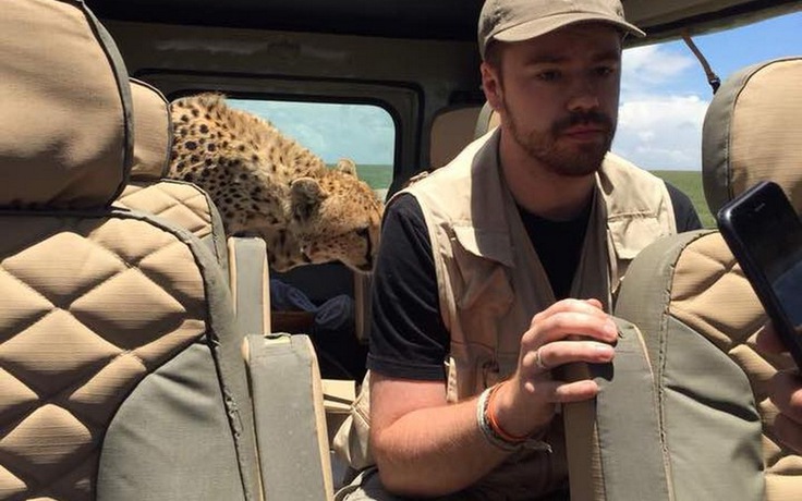 Bầy báo gêpa ‘tấn công’ xe chở du khách thăm safari