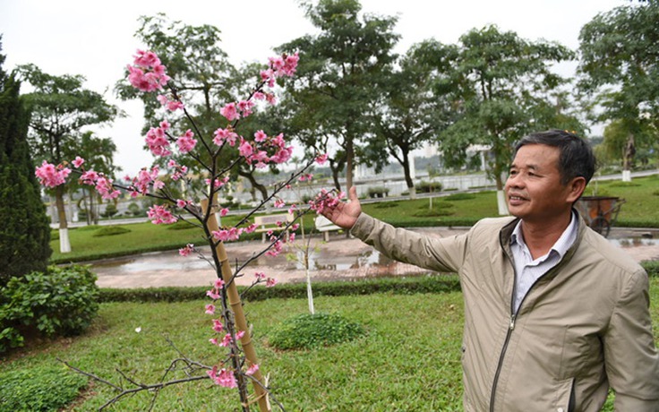 Hoa anh đào ngày tết, người dân thích thú ngắm nhìn