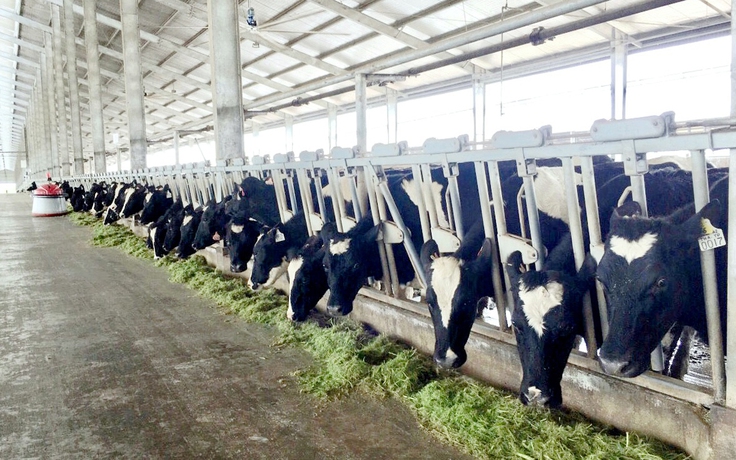 Vinamilk tiếp tục nhập hơn 1.600 con bò sữa HF và A2 từ Mỹ