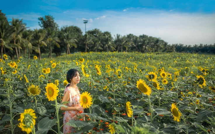 Rủ nhau check in đồi hoa mặt trời tại Ecopark