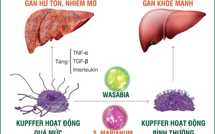 ‘Điểm mặt’ những nguyên nhân gây bệnh gan nhiễm mỡ