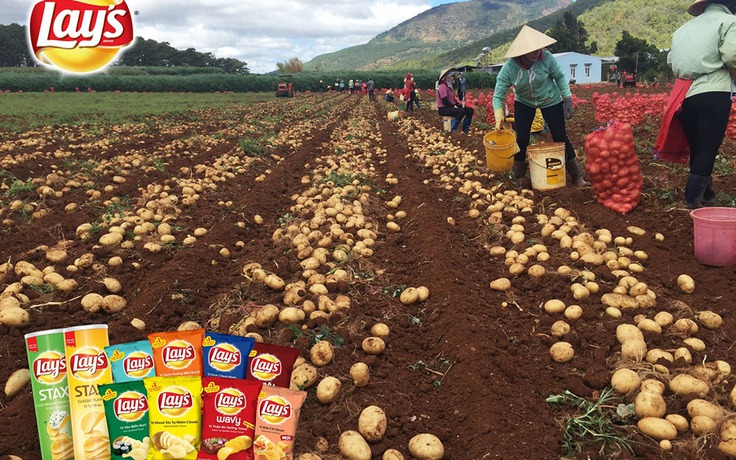 PepsiCo: Phát triển khoai tây nội địa để sản xuất sản phẩm chất lượng quốc tế