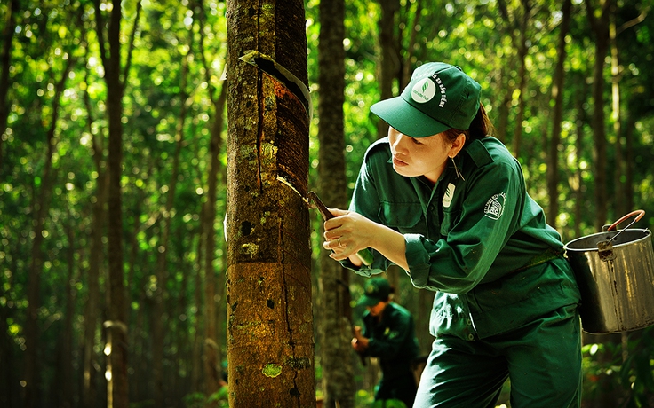 Thực trạng và một số giải pháp của VRG trước ảnh hưởng của dịch Covid-19