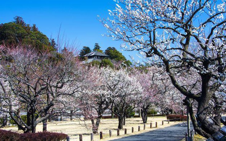 Thưởng lãm 3 sắc hoa anh đào tuyệt đẹp ở Fukushima, Nhật Bản