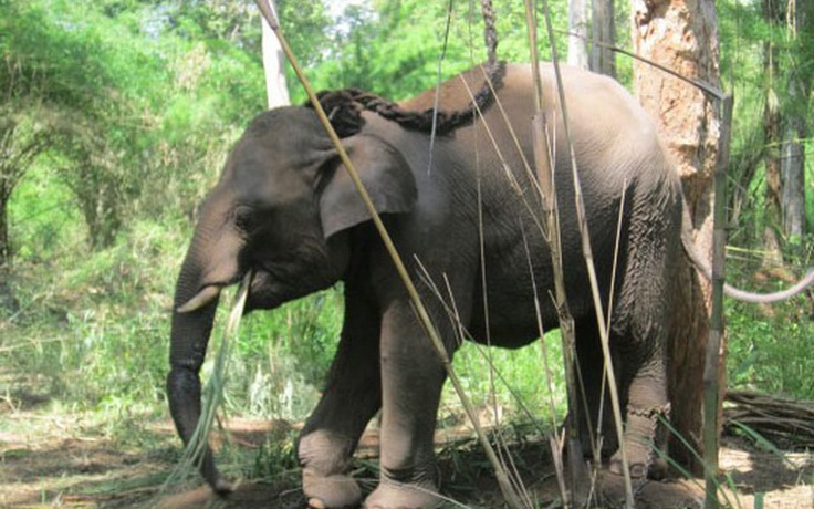 Đắk Lắk: Mời chuyên gia từ Nam Phi, Hà Lan để hỗ trợ cứu voi rừng bị thương
