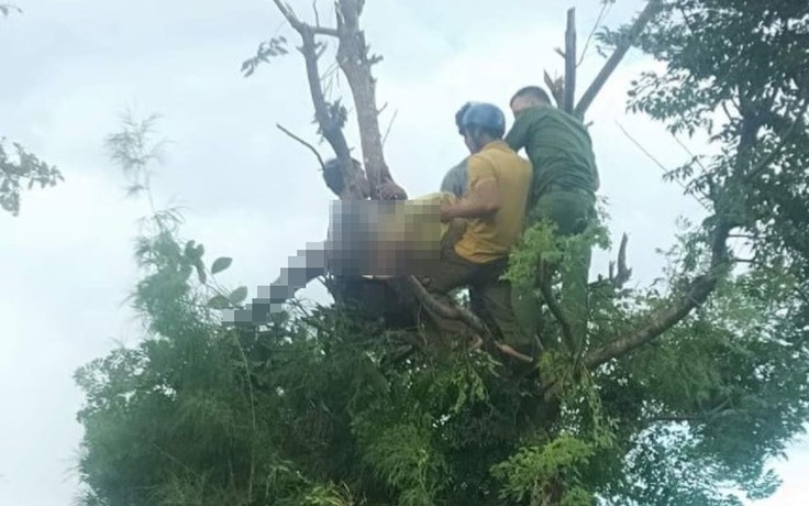 Đắk Lắk: Trèo cây hái lá cho dê ăn, một phụ nữ bị điện giật tử vong