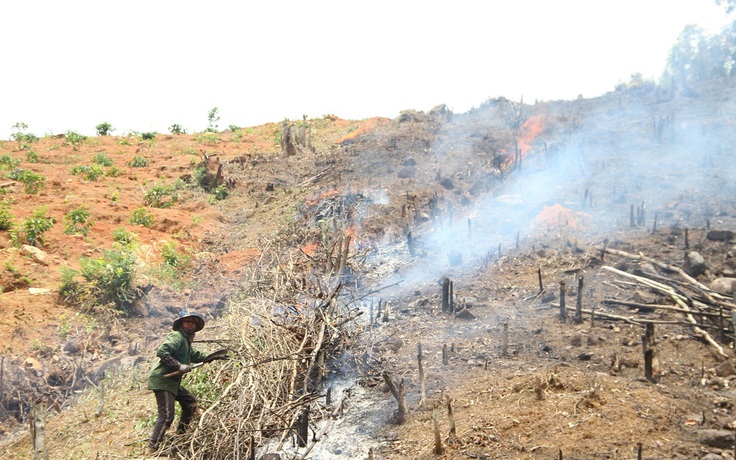 Đắk Lắk: Công an vào cuộc điều tra vụ phá rừng lớn thứ 2 từ đầu năm