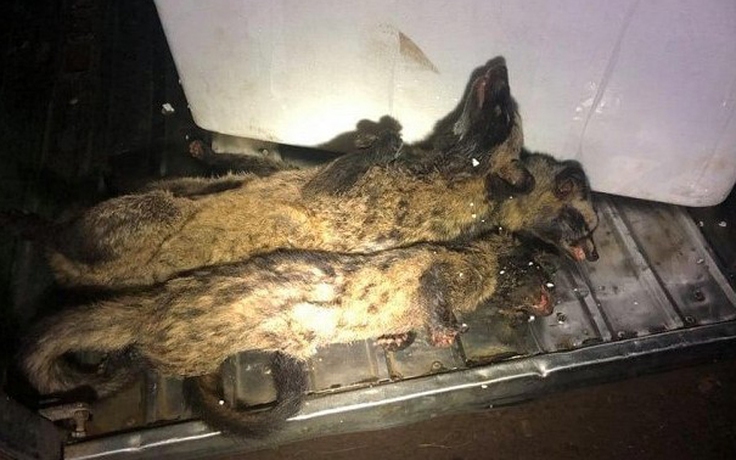 CSGT Đắk Lắk phát hiện cả trăm con dúi, chồn giấu dưới gầm xe khách