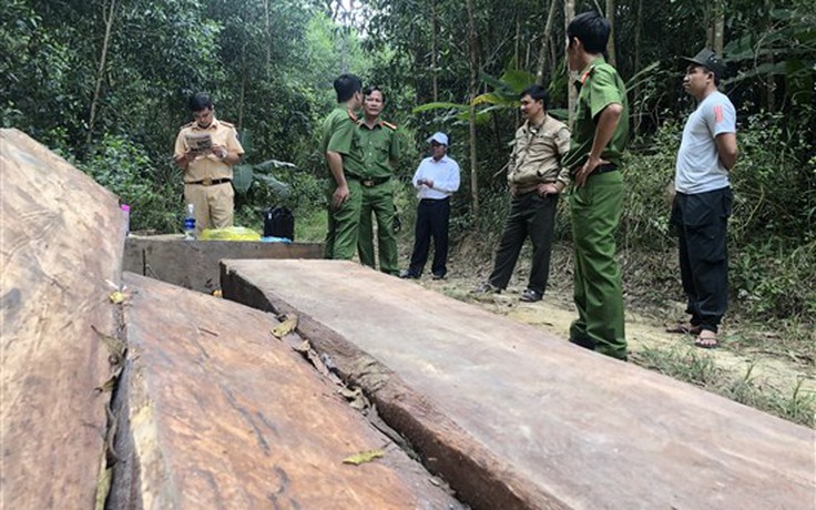 Khởi tố 3 người được thuê phá rừng lấy gỗ