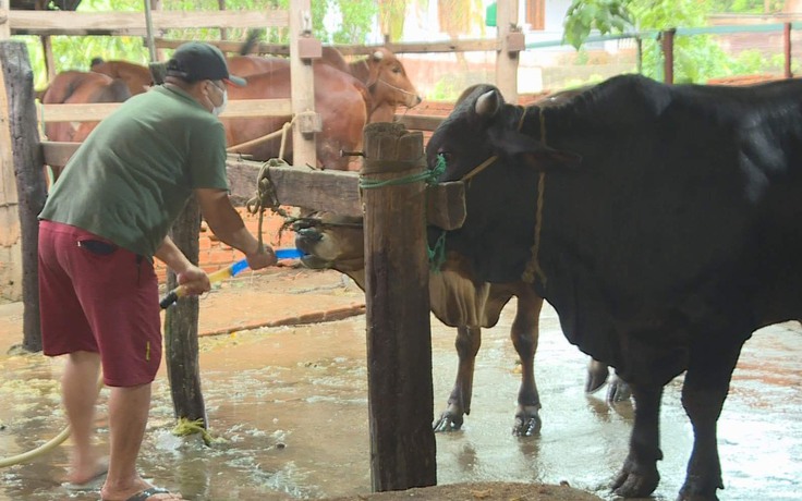 Đắk Lắk: Bắt quả tang bơm nước vào bụng bò trước khi giết mổ
