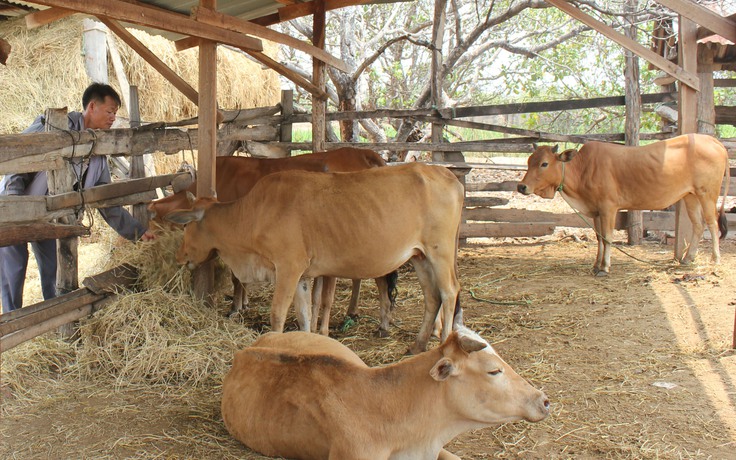 Đắk Lắk: 168 thôn, buôn có dịch bệnh viêm da nổi cục trên trâu bò