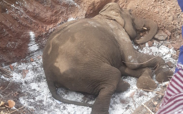 Đắk Lắk: Thêm một voi nhà chết, số cá thể voi trên đà giảm