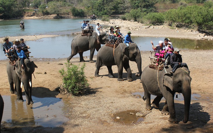Đắk Lắk: Đang cưỡi voi thì bị voi khác húc, một nữ du khách nhập viện