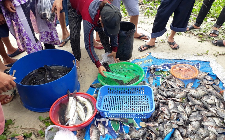 Mưa lịch sử tại Đà Nẵng 'giúp' người dân vớt cả tấn cá