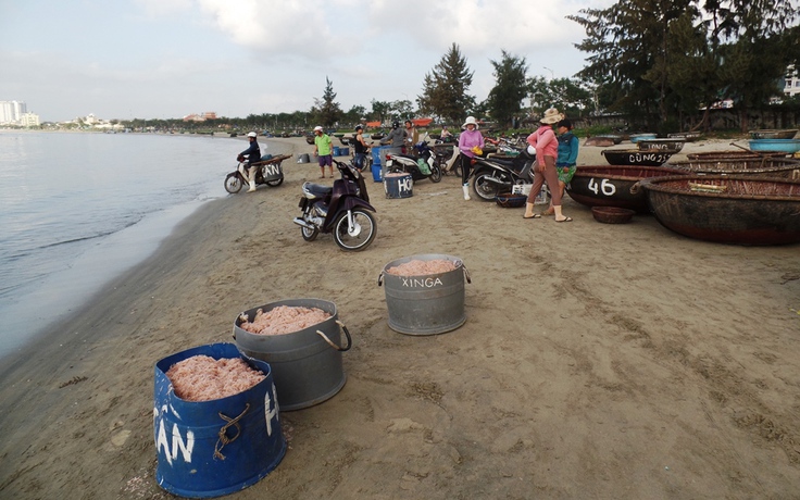 Trúng đậm ruốc biển đầu năm, ngư dân Đà Nẵng thu về hàng triệu đồng/ngày