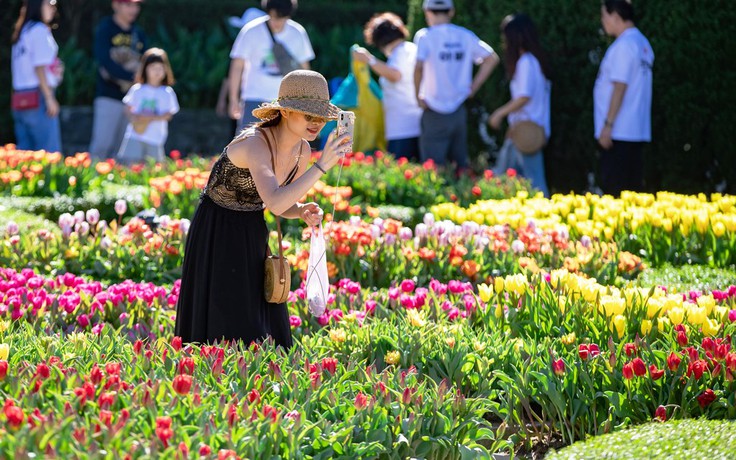 [ẢNH] Chiêm ngưỡng vườn tulip 1 triệu bông lập kỷ lục ở Bà Nà