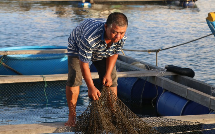Đà Nẵng: Hơn 135 tấn hải sản nuôi lồng bè cần được hỗ trợ tiêu thụ