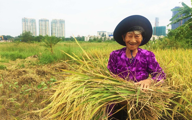 Người Sài Gòn đi gặt lúa chín vàng sát bên cao ốc chọc trời khu trung tâm