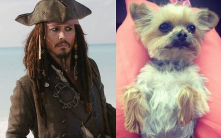 Johnny Depp đối mặt với án tù 10 năm vì mang chó vào Úc