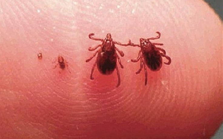 Giới chuyên gia Mỹ lo ngại về dịch sốt chết người lây qua bọ ve