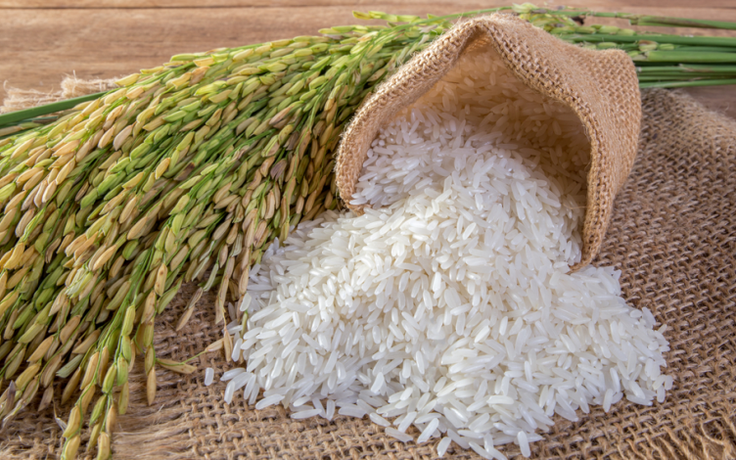 Chỉ cần ăn 1 muỗng cơm từ lúa gạo biến đổi gien, huyết áp sẽ ổn định?