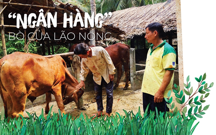 'Ngân hàng' bò của lão nông