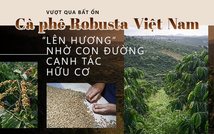 Vượt qua bất ổn: Cà phê Robusta Việt Nam “lên hương” nhờ con đường canh tác hữu cơ