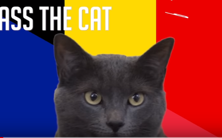 Tiên tri mèo dự đoán ưu thế thuộc về Bỉ trong trận bán kết gặp Pháp