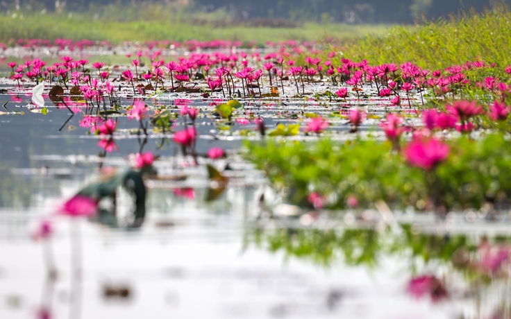 Cá rô non nấu canh rau đắng đất