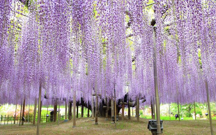 Đến Nhật Bản, đừng quên 'sống ảo' với hoa tử đằng