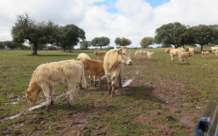 Người Việt ‘đột nhập’ trang trại bò 'organic' bát ngát ở Tây Ban Nha