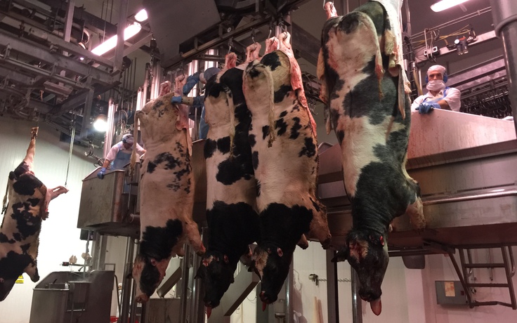 Cận cảnh từng con bò Tây Ban Nha được thú y 'hô biến' thành miếng thịt băm
