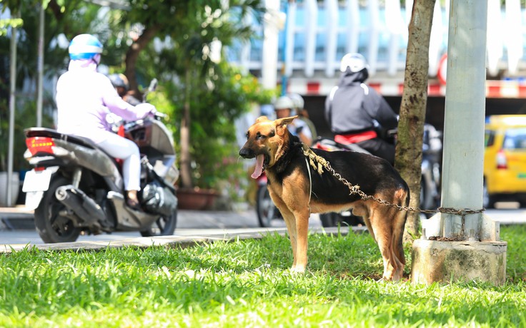 Sai lầm chết người khi bị chó, mèo cắn