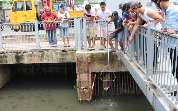Vì sao cá ngóc đầu ngáp kín đoạn kênh Nhiêu Lộc - Thị Nghè?