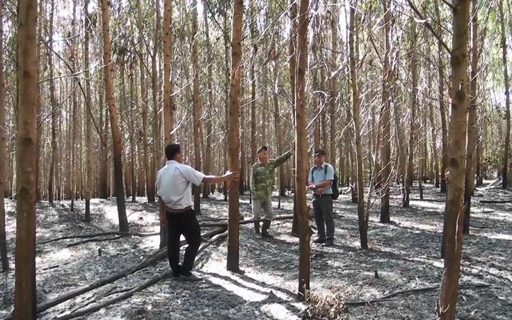 Rừng keo, vườn cao su của dân bỗng dưng bị đốt