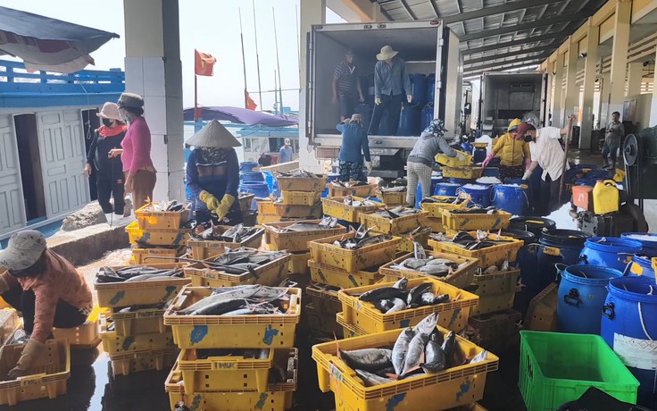 Trúng đậm cá nục, ngư dân thu lãi hàng trăm triệu đồng