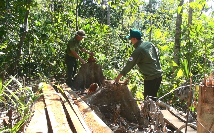 Phú Yên: Điều tra vụ lâm tặc mở đường để phá rừng giáp ranh