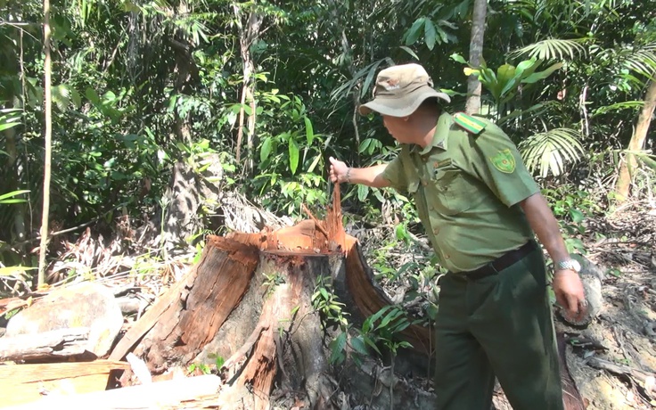 Phú Yên: Đảng ủy xã bị kỷ luật vì buông lỏng quản lý rừng