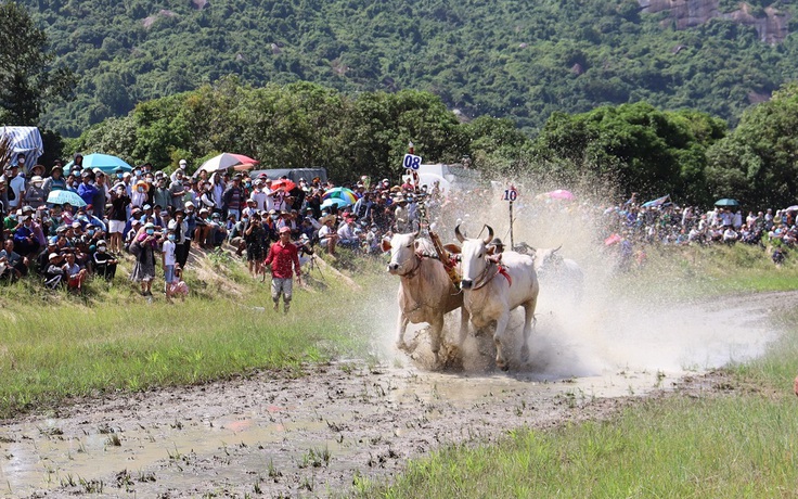 Sôi nổi lễ hội đua bò Bảy Núi An Giang