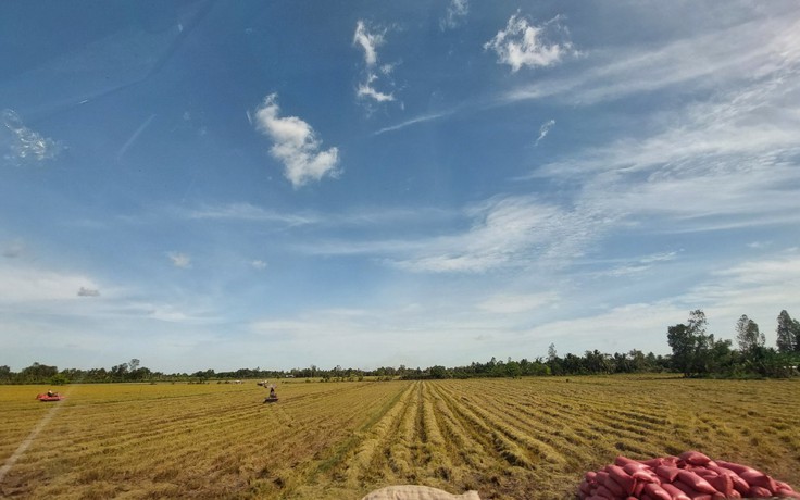 Lợi nhuận người trồng lúa giảm hơn 11 triệu đồng/ha vì chi phí tăng