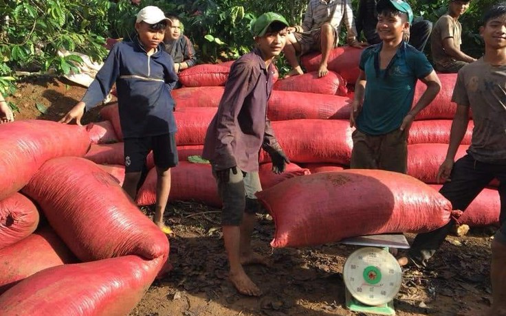 Giá cà phê tăng mạnh nhưng nông dân không còn hàng để bán