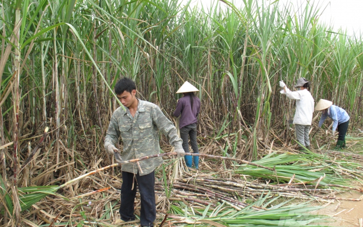 Việt Nam có thiếu đường ?