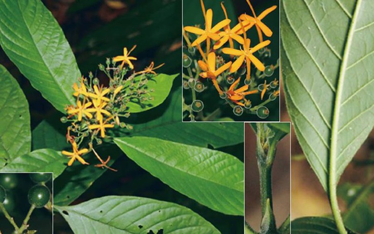 Phát hiện loài thực vật mới thuộc họ cà phê tại Khánh Hòa