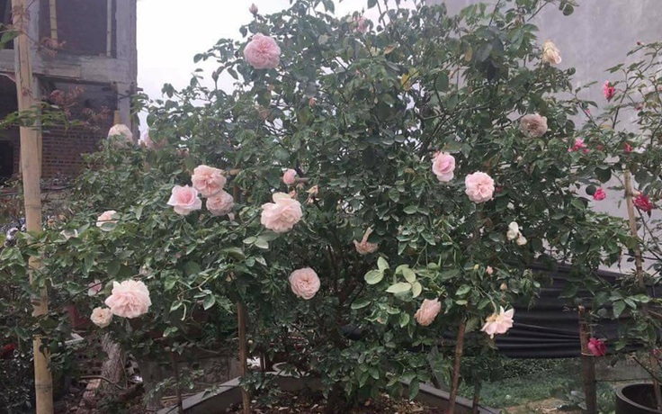 Nhiều đại gia mua cây hoa hồng 'khủng' làm quà tặng vợ ngày 8.3