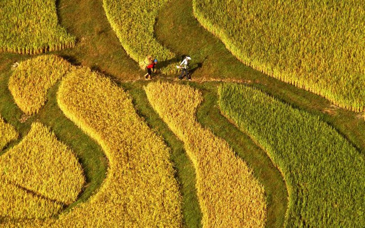 Trung Quốc trồng lúa nước mặn ‘nuôi’ 200 triệu dân