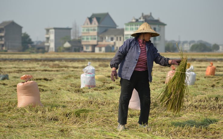 Tỉnh nông nghiệp lớn nhất Trung Quốc đã đô thị hóa một nửa