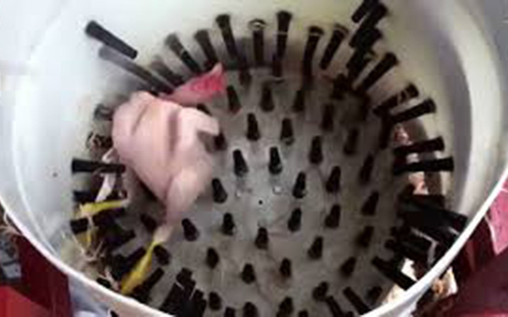 Cách chức hiệu trưởng mầm non bế dốc đầu học sinh vào máy vặt lông gà