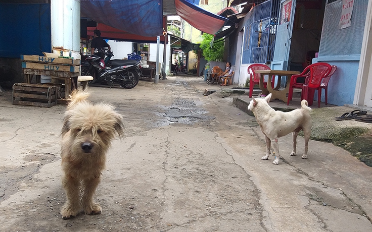 Em bé bị chó ngao cắn chết: Nuôi chó dữ như nuôi sư tử trong nhà