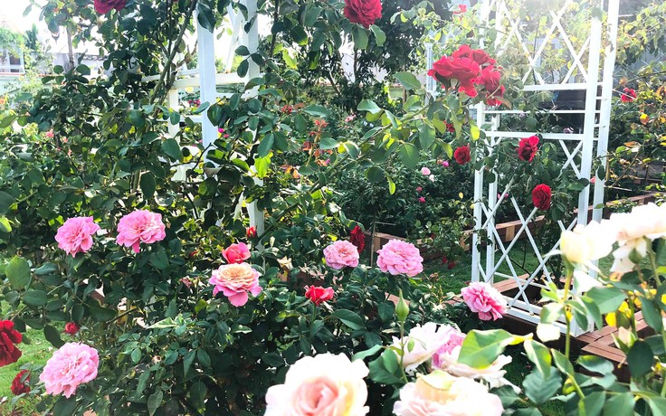 Choáng ngợp với vườn hoa hồng giữa lòng thành phố